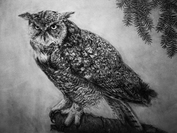 Great Horned Owl, representational charcoal drawing